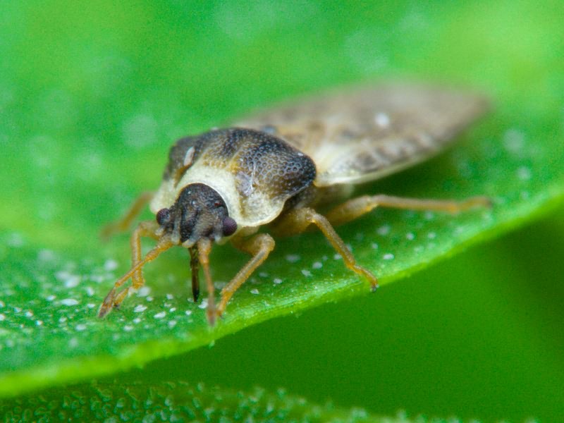 Piesma capitatum (Wolff, 1804)